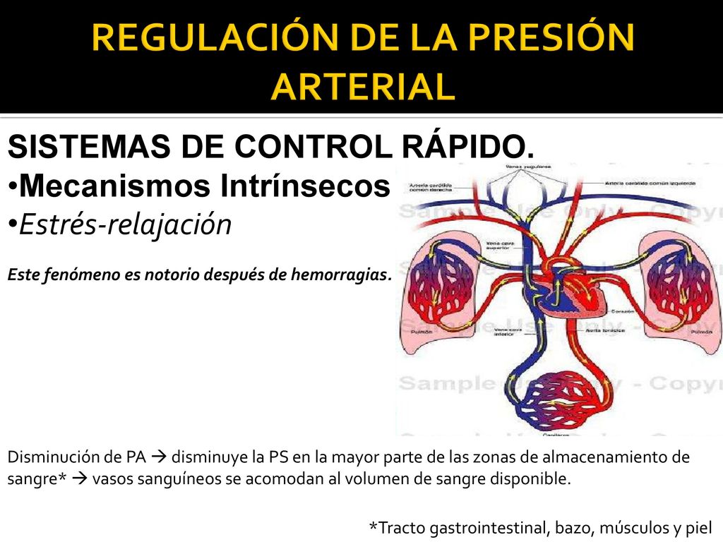 Vasos sanguíneos con mayor presión